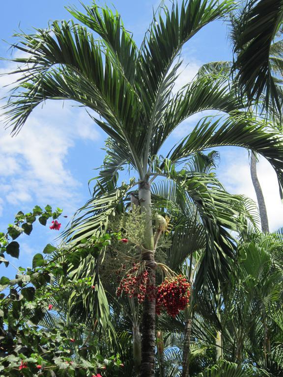 Hotel El Paraiso Escondido - Costa Rica Jacó Eksteriør bilde