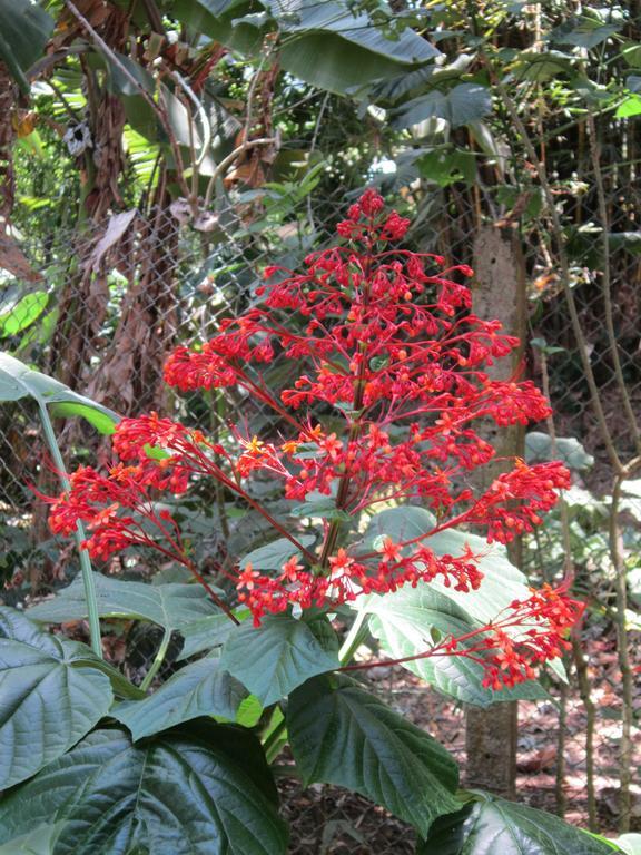 Hotel El Paraiso Escondido - Costa Rica Jacó Eksteriør bilde